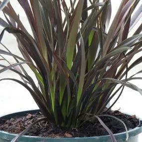 Platts Black Flax Lily Plants (Phormium Platts Black) 1